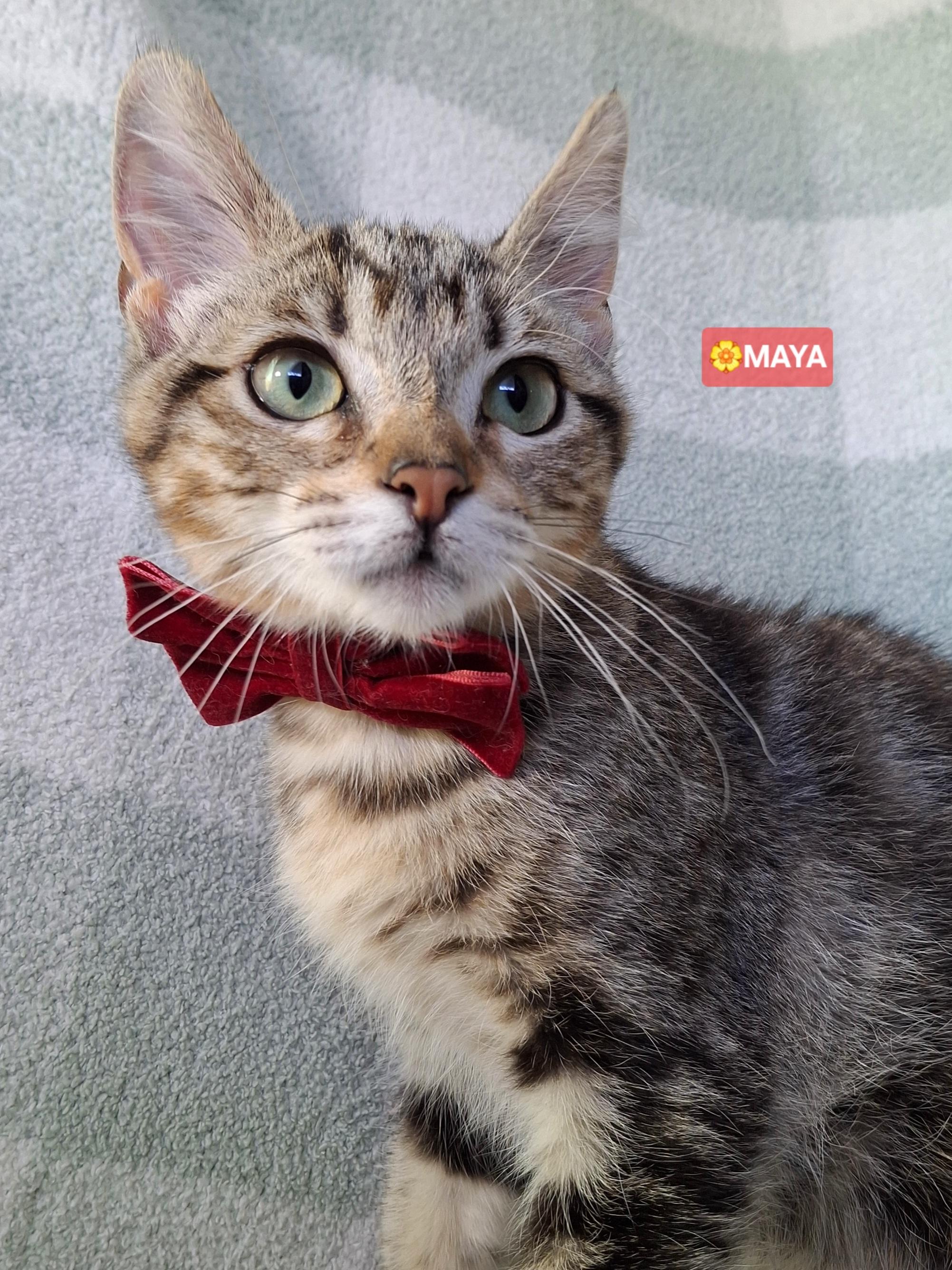 Enlarge MAYA, a Adoptable mixed breed in Fullerton, CA image 4/6