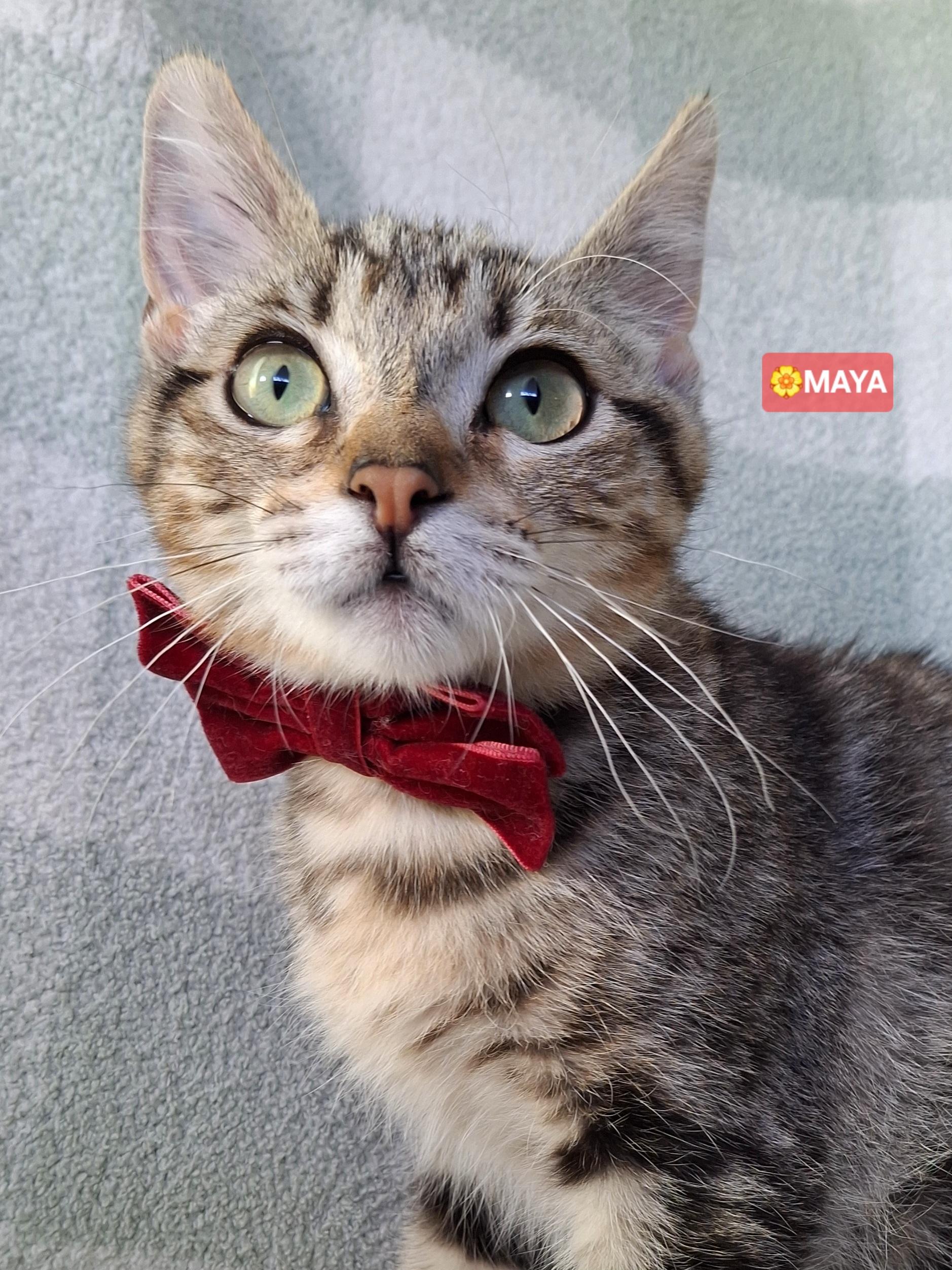 Enlarge MAYA, a Adoptable mixed breed in Fullerton, CA image 3/6