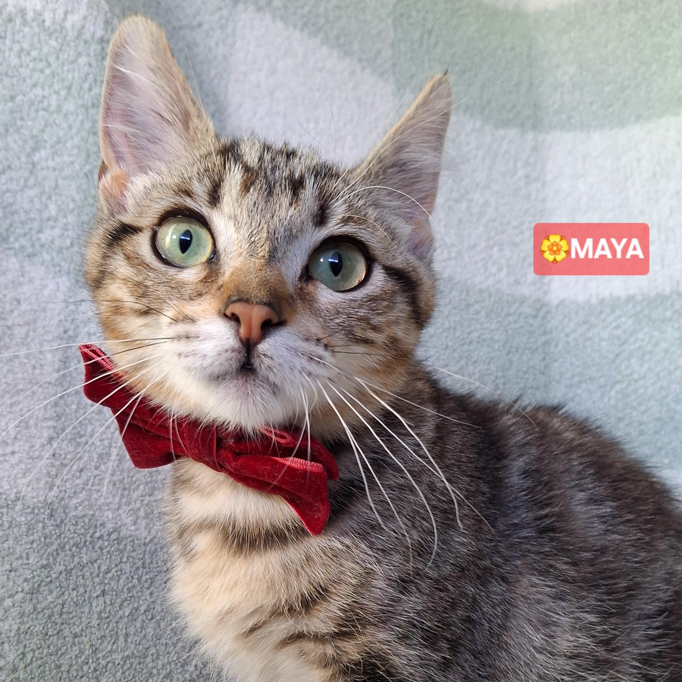 MAYA, Adoptable, Kitten Female Domestic Short Hair & Tabby.