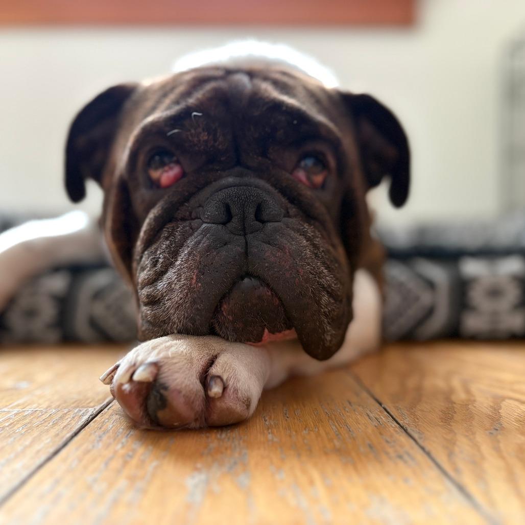 Kane- *50% OFF* In foster- See My Video!, Adoptable, Adult Male English Bulldog & Mixed Breed.