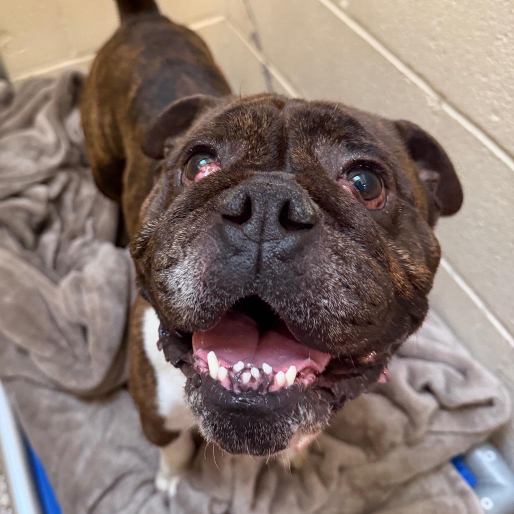 Enlarge Kane-In foster- See My Video!, a Adoptable mixed breed in Springfield, MA image 1/2