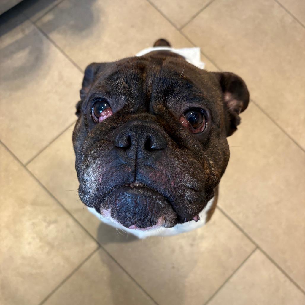 Enlarge Kane- *50% OFF* In foster- See My Video!, a Adoptable mixed breed in Springfield, MA image 3/6