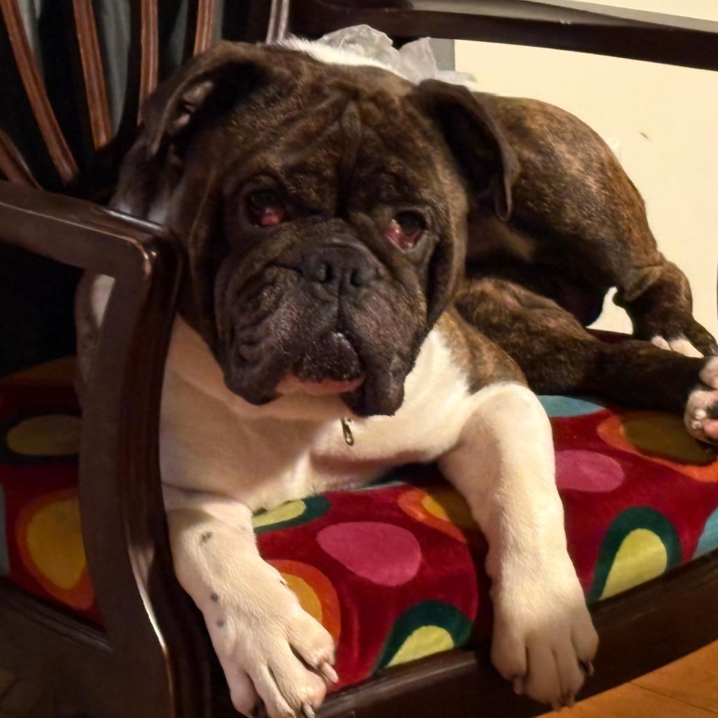 Enlarge Kane- *50% OFF* In foster- See My Video!, a Adoptable mixed breed in Springfield, MA image 4/6