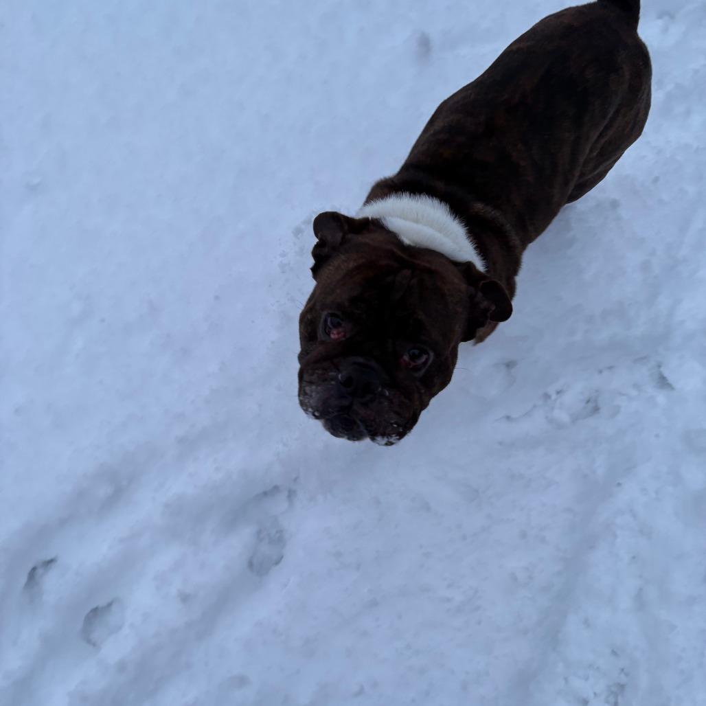 Enlarge Kane- *50% OFF* In foster- See My Video!, a Adoptable mixed breed in Springfield, MA image 5/6