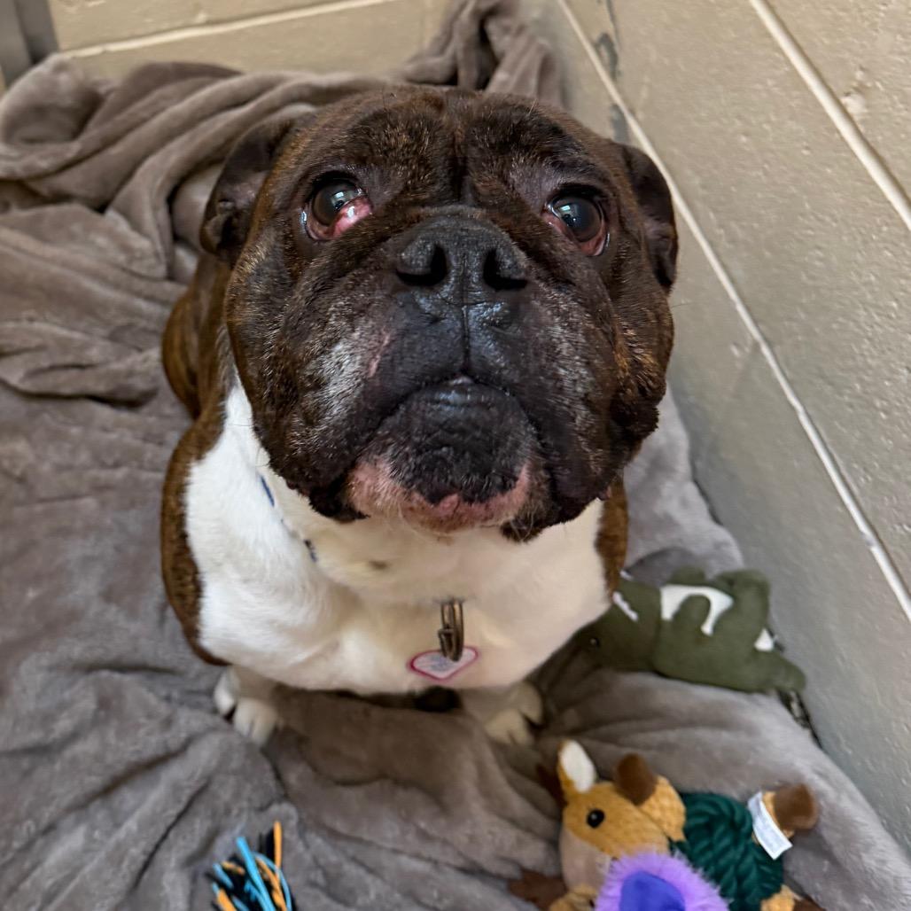 Enlarge Kane-In foster- See My Video!, a Adoptable mixed breed in Springfield, MA image 2/2