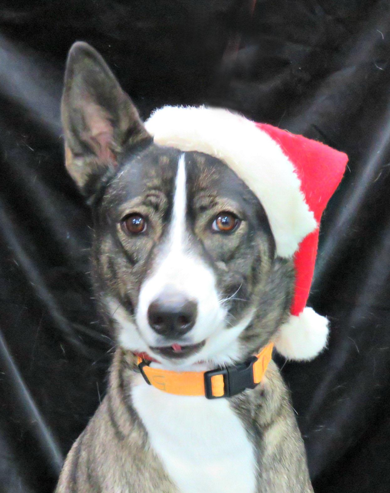 Zoey, Adoptable, Adult Female Husky.