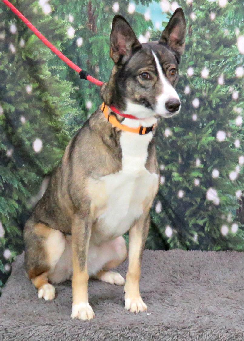 Zoey, a Adoptable mixed breed in Lexington, VA image 2/4