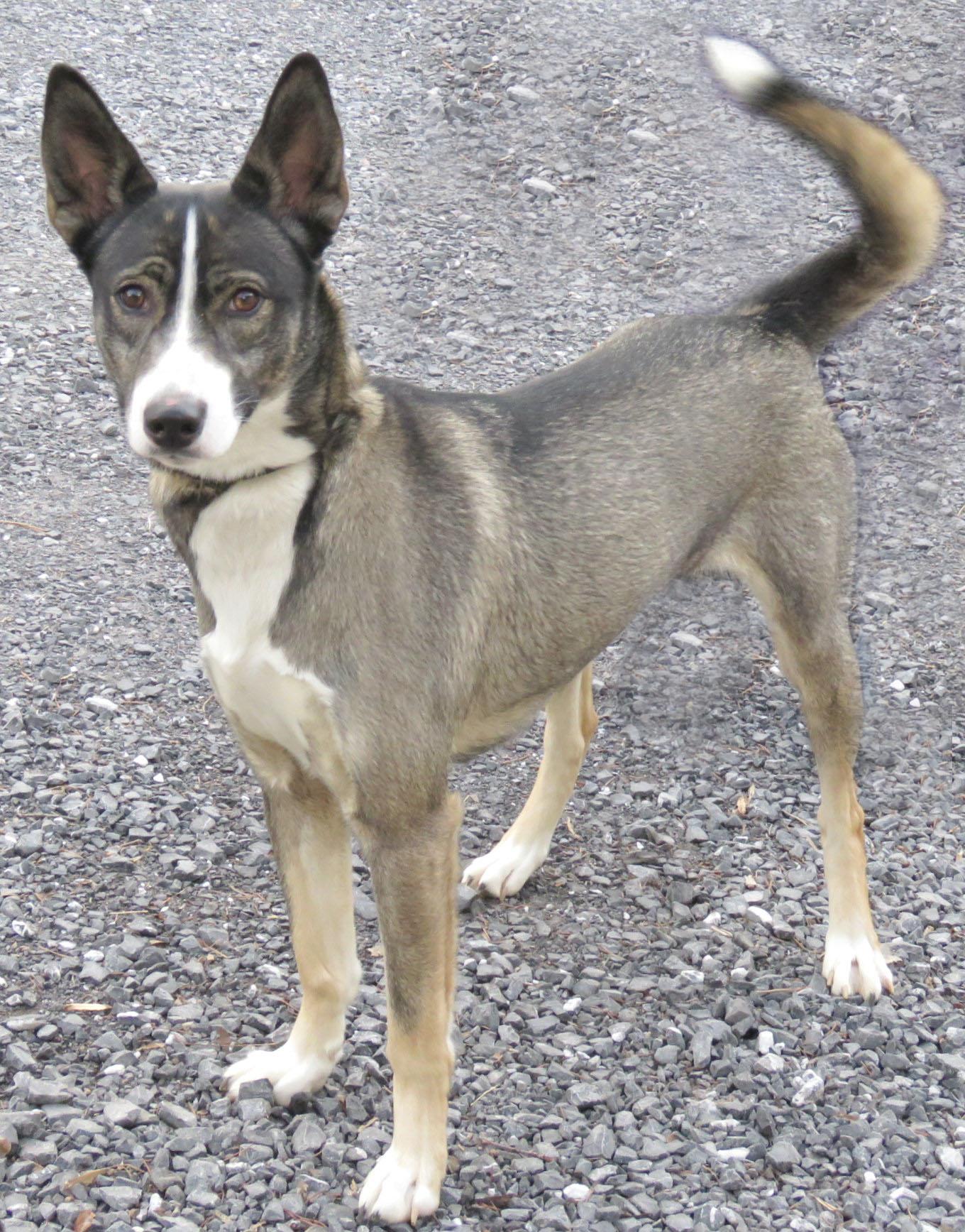 Enlarge Zoey, a Adoptable mixed breed in Lexington, VA image 2/3