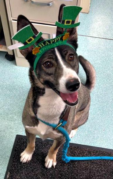 Enlarge Zoey, a Adoptable mixed breed in Lexington, VA image 3/3