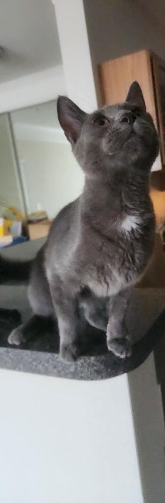 Alexa, Adopted, Young Female Domestic Short Hair.