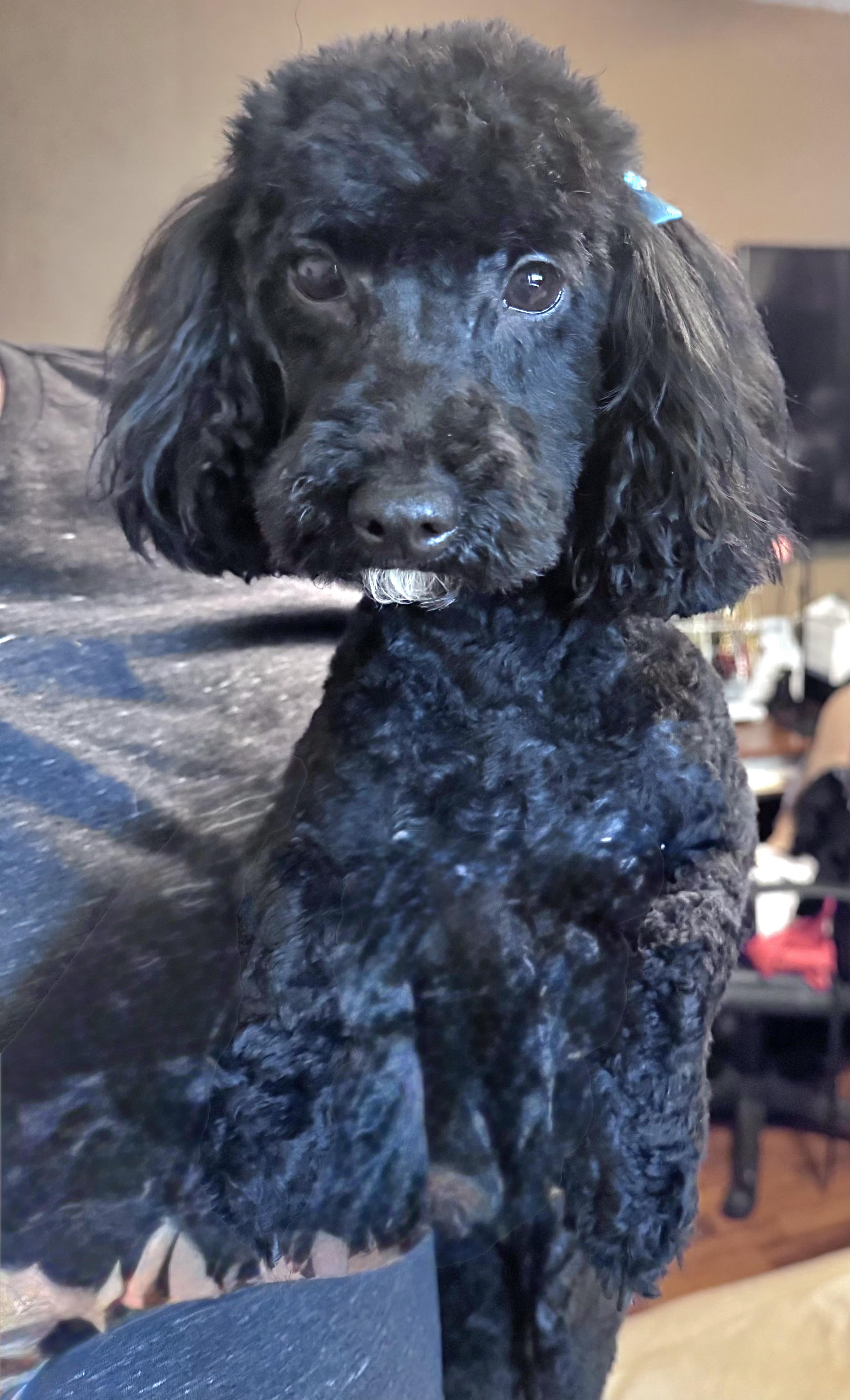 Luna, an adopted Poodle (Toy) in Tracy, CA image 3/4