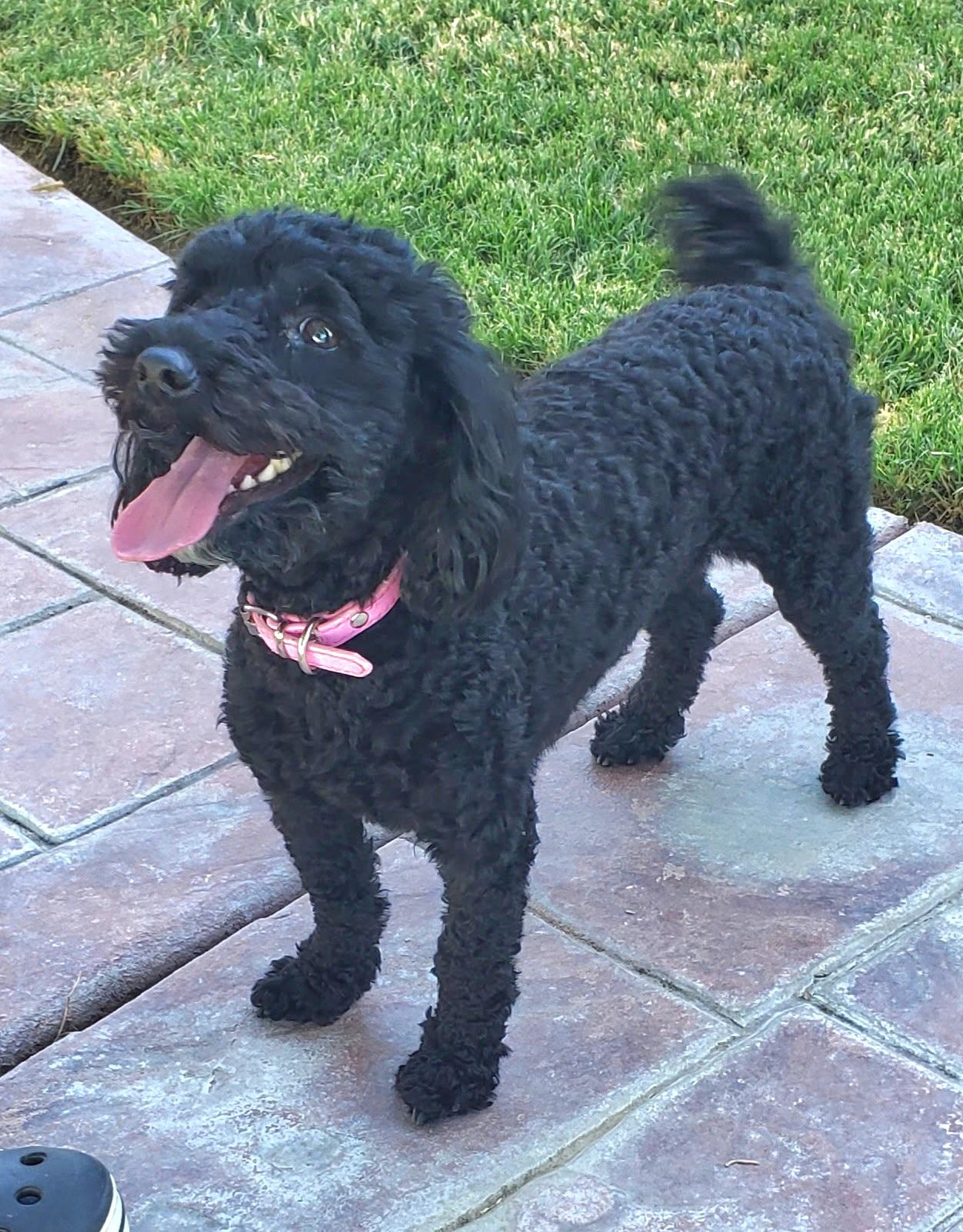 Luna, an adopted Poodle (Toy) in Tracy, CA image 4/4