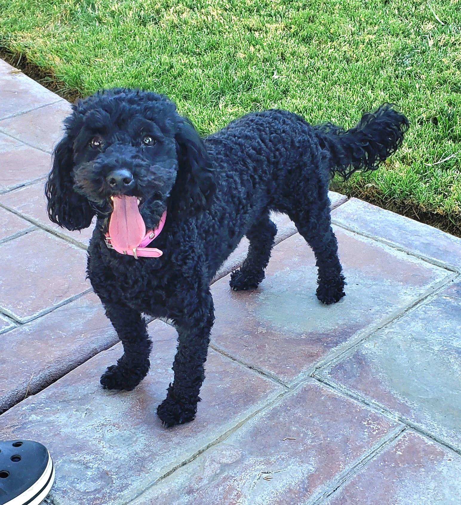 Luna, adopted, Adult Female Poodle (Toy).