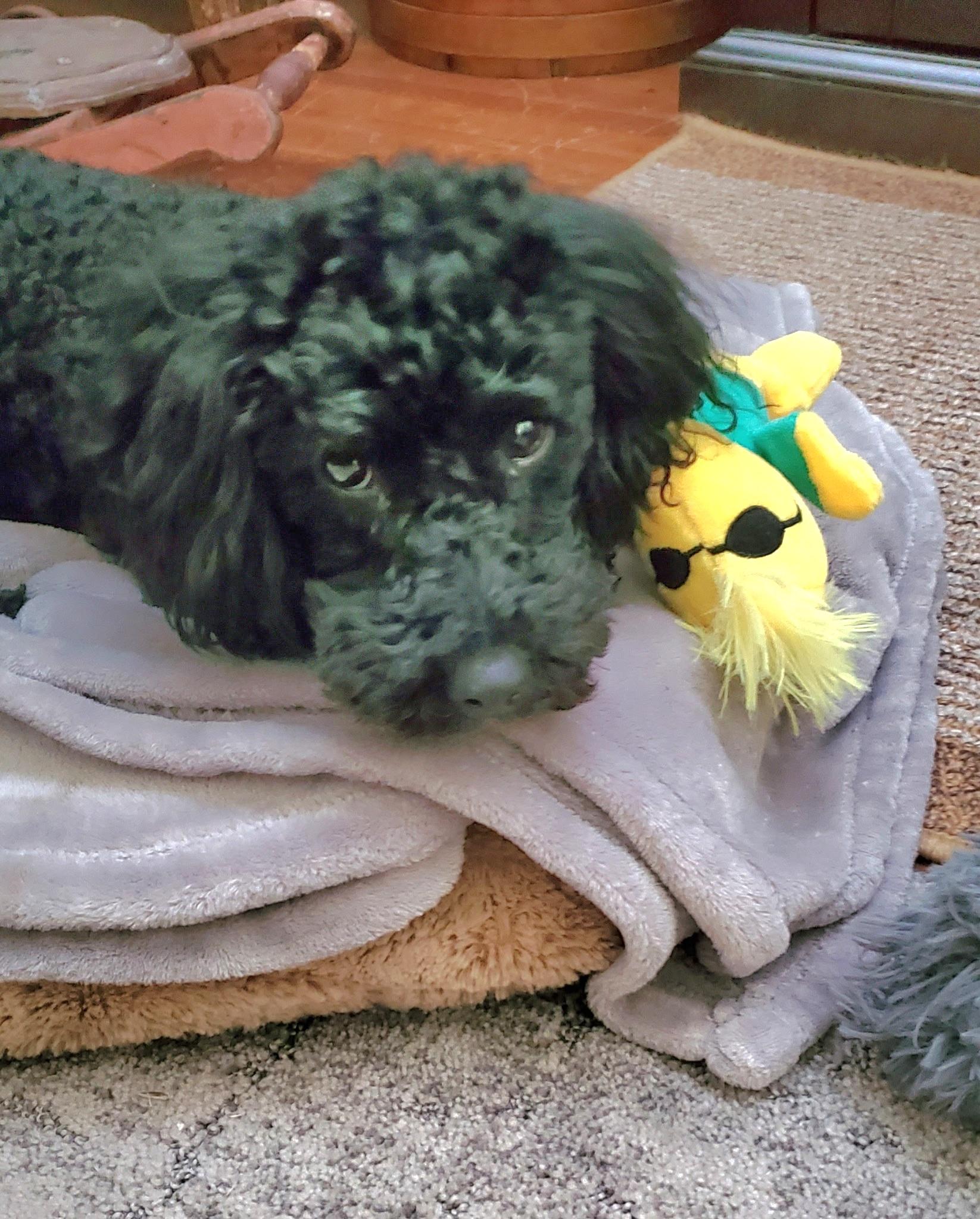 Luna, an adopted Poodle (Toy) in Tracy, CA image 2/4