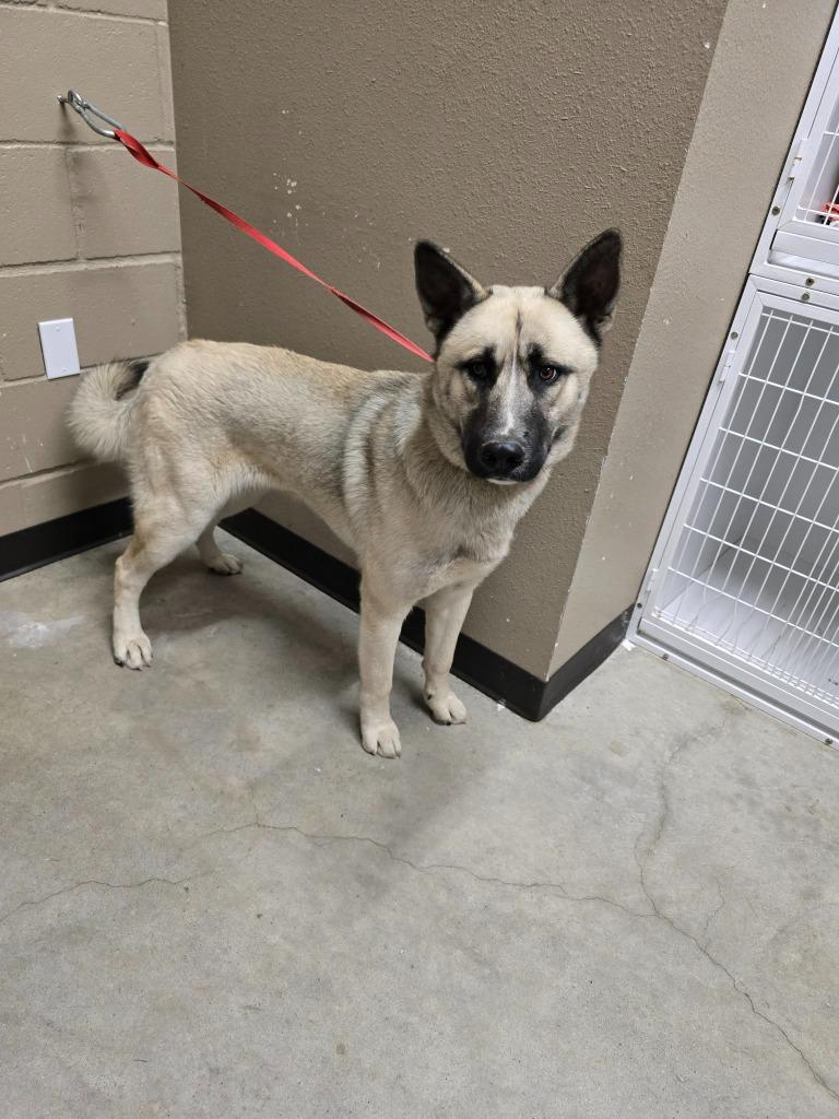Bosko, Adoptable, Adult Male German Shepherd Dog.