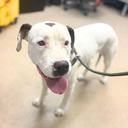 BLANCA, Adoptable, Adult Female American Staffordshire Terrier.