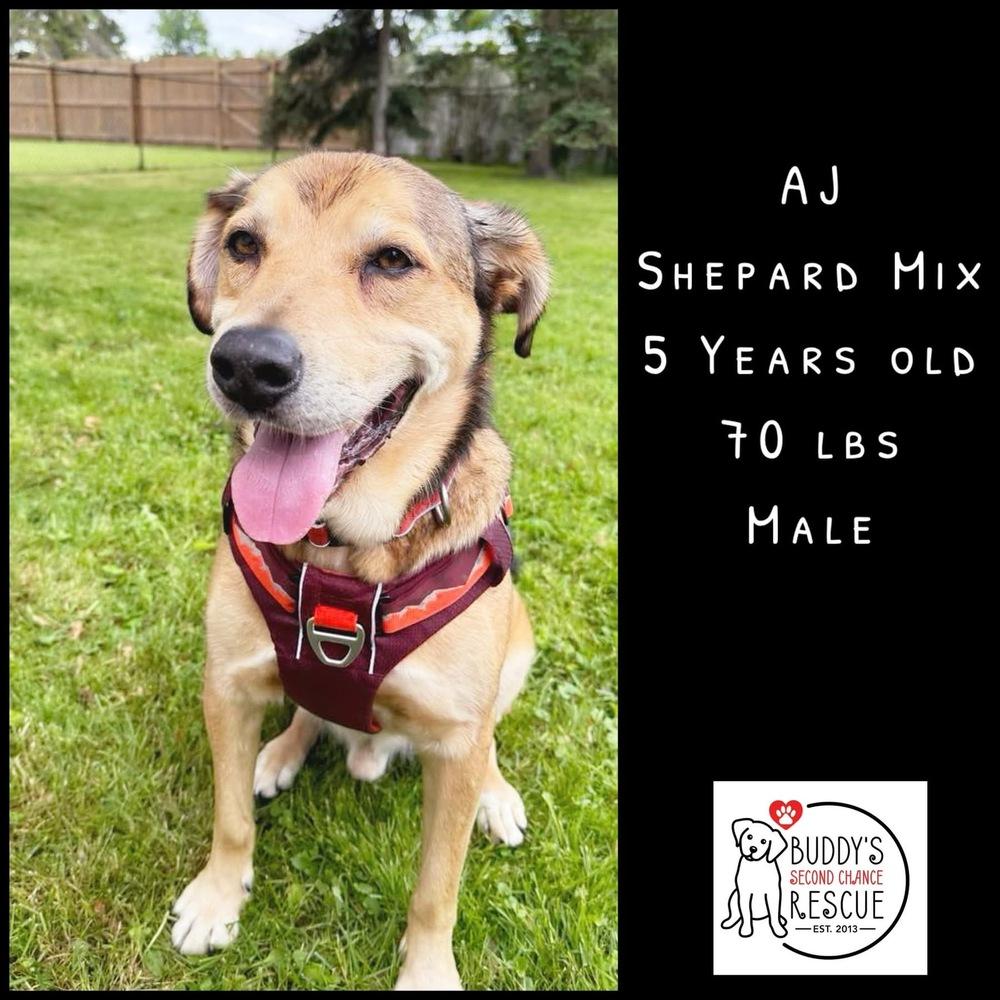 AJ, Adoptable, Adult Male Shepherd.