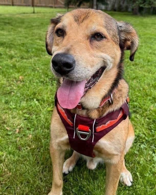 Enlarge AJ, a Adoptable mixed breed in Amherst, NY image 3/6