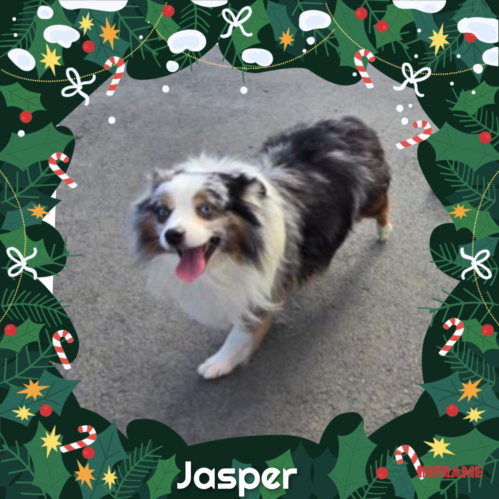 Jasper, a ADOPTABLE Australian Shepherd in Fredericksburg, VA image 1/6