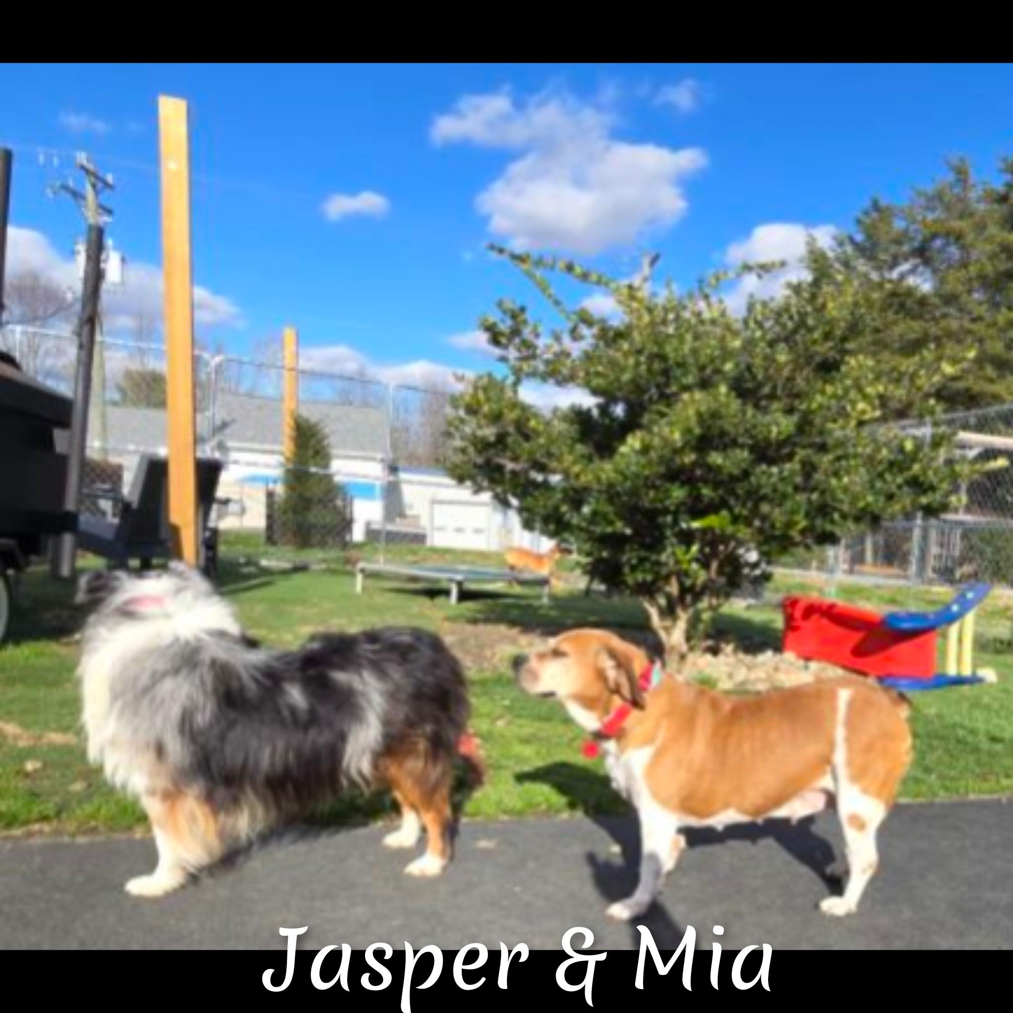 Jasper, a ADOPTABLE Australian Shepherd in Fredericksburg, VA image 3/6