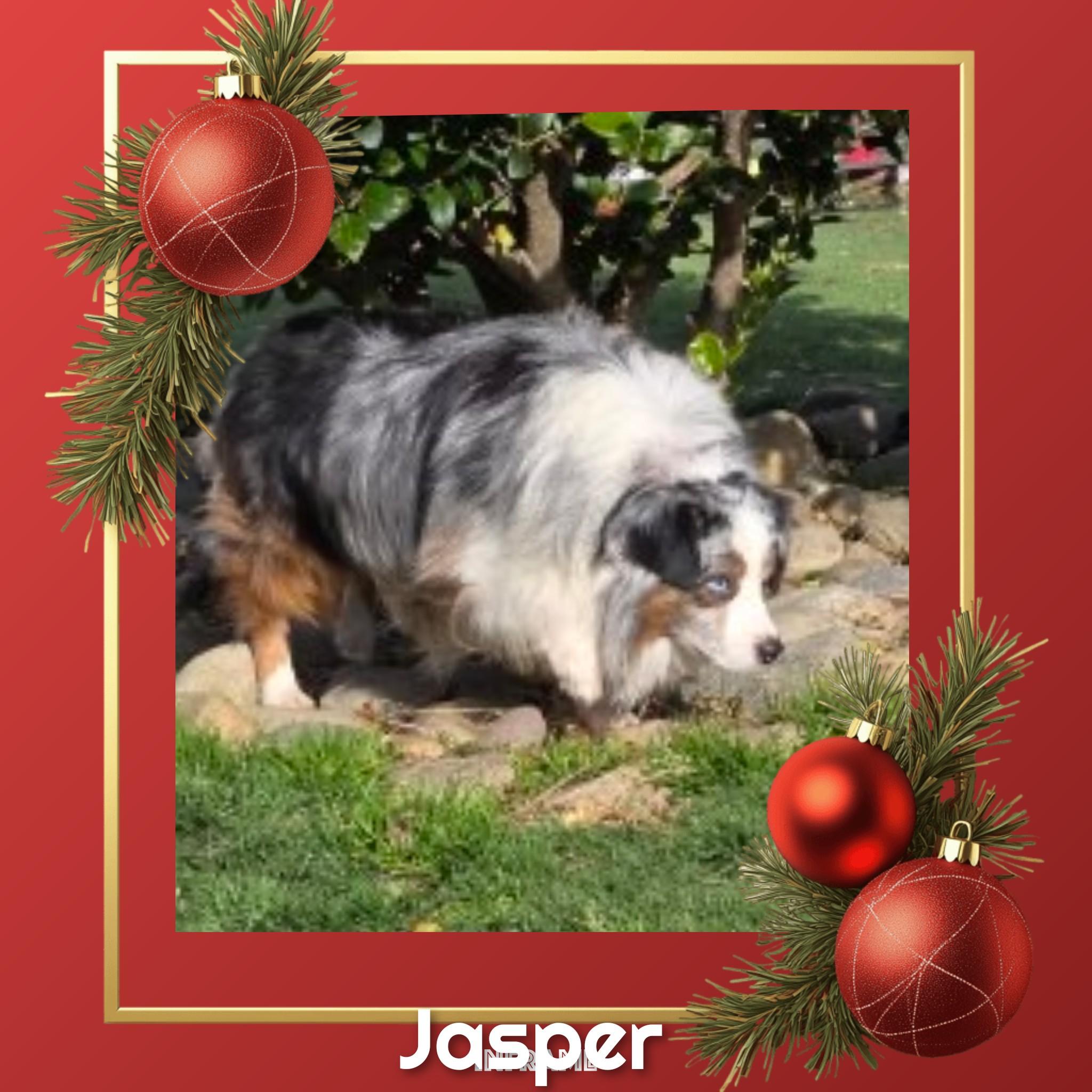 Jasper, a ADOPTABLE Australian Shepherd in Fredericksburg, VA image 4/6