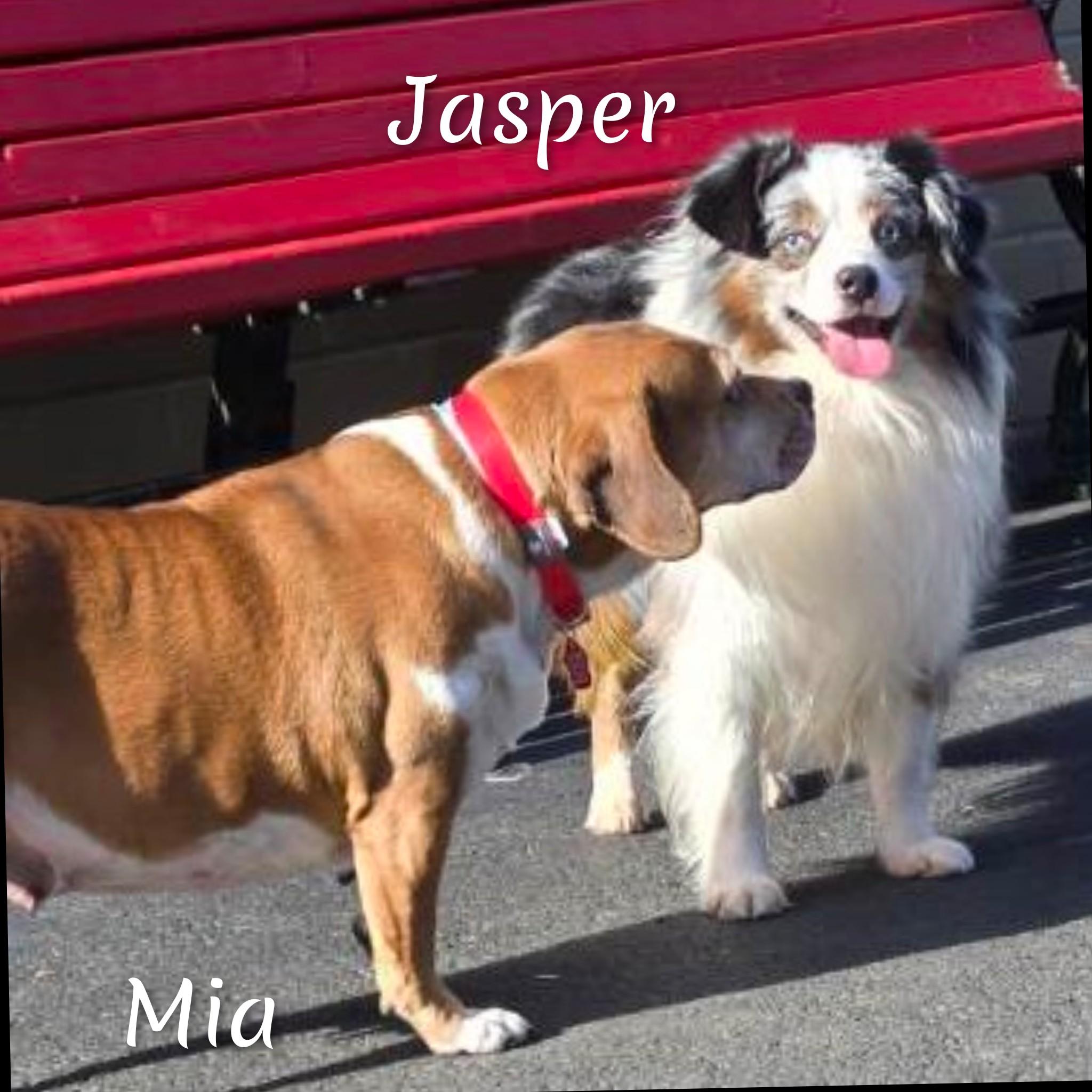 Jasper, a ADOPTABLE Australian Shepherd in Fredericksburg, VA image 6/6