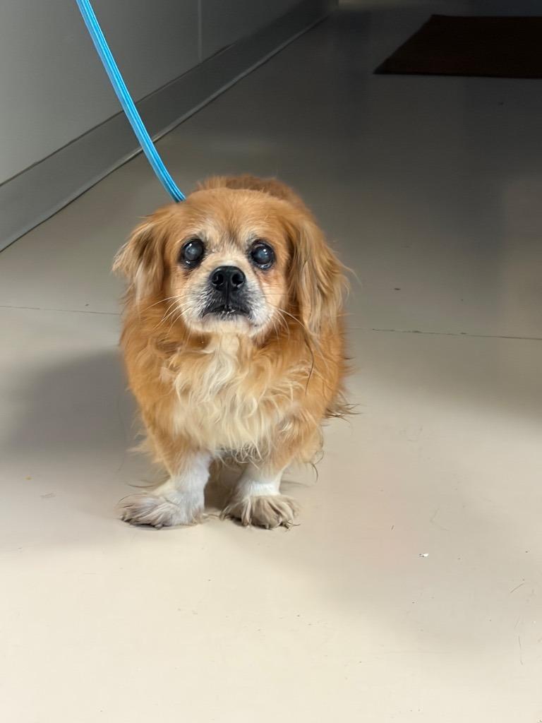 Enlarge Shaggy, a Adoptable mixed breed in Bryan, TX image 1/1