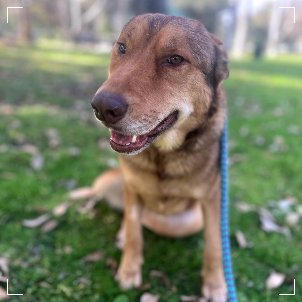 Enlarge LINDSEY, a Adoptable mixed breed in Upland, CA image 1/6