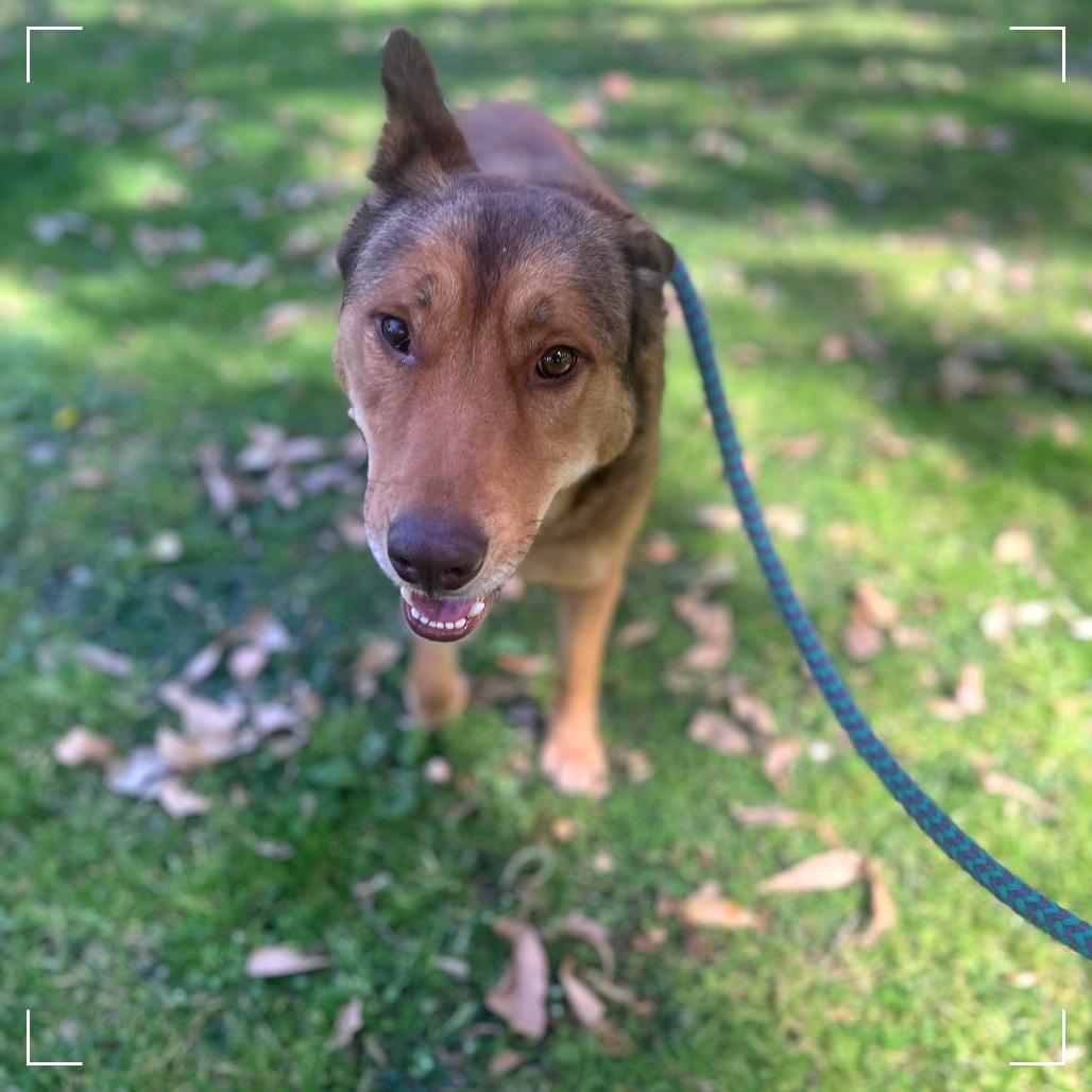 Enlarge LINDSEY, a Adoptable mixed breed in Upland, CA image 2/6