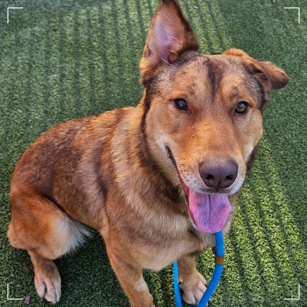 Enlarge LINDSEY, a Adoptable mixed breed in Upland, CA image 3/6