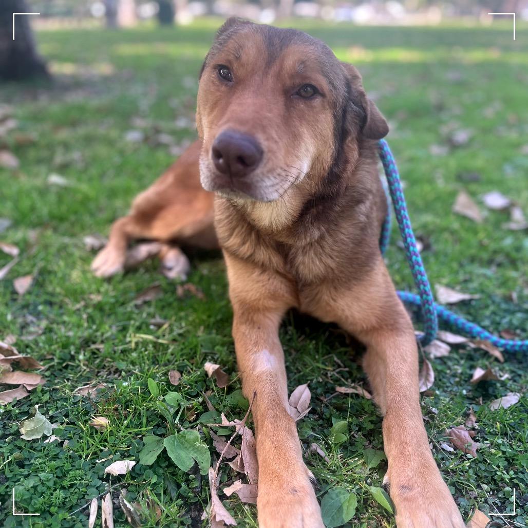Enlarge LINDSEY, a Adoptable mixed breed in Upland, CA image 4/6