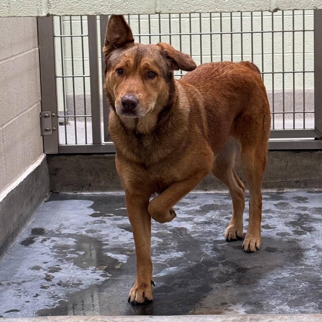 Enlarge LINDSEY, a Adoptable mixed breed in Upland, CA image 5/6