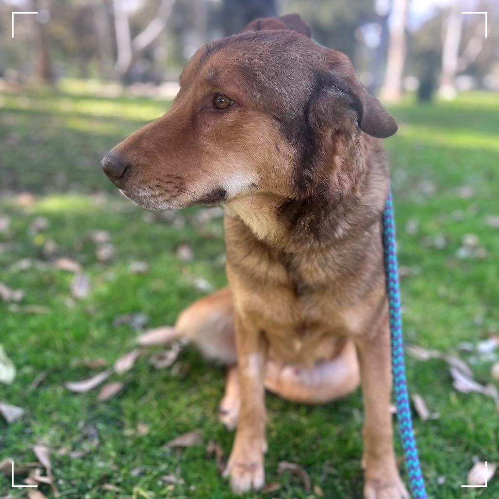 Enlarge LINDSEY, a Adoptable mixed breed in Upland, CA image 6/6