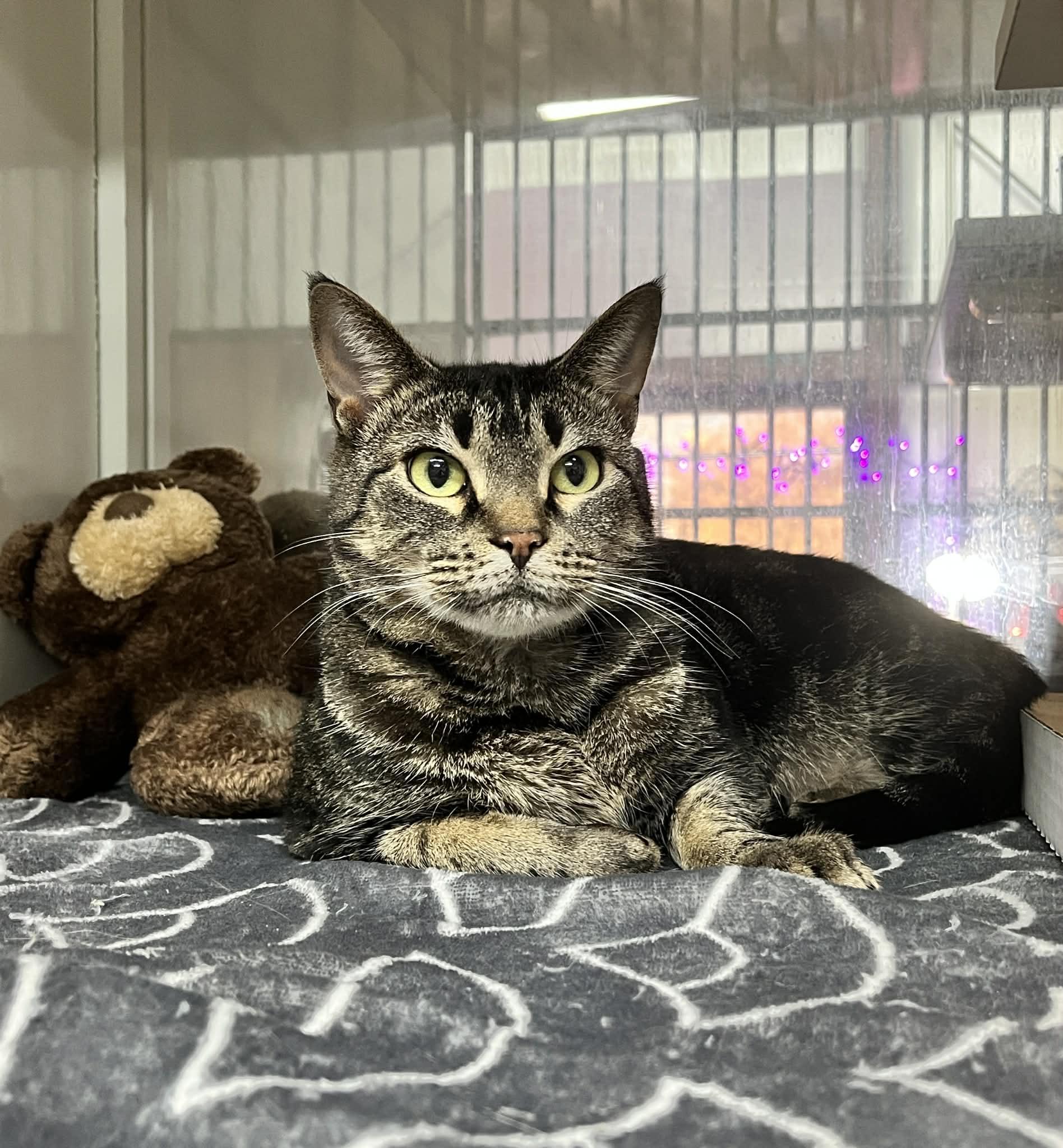 Enlarge Mystery Girl, a ADOPTABLE Tabby in Tavares, FL image 1/1