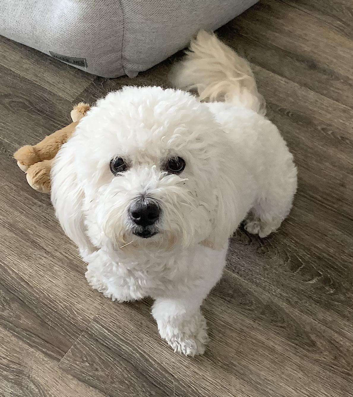 Milo and Louie, a Adopted mixed breed in Amherst, MA image 3/6