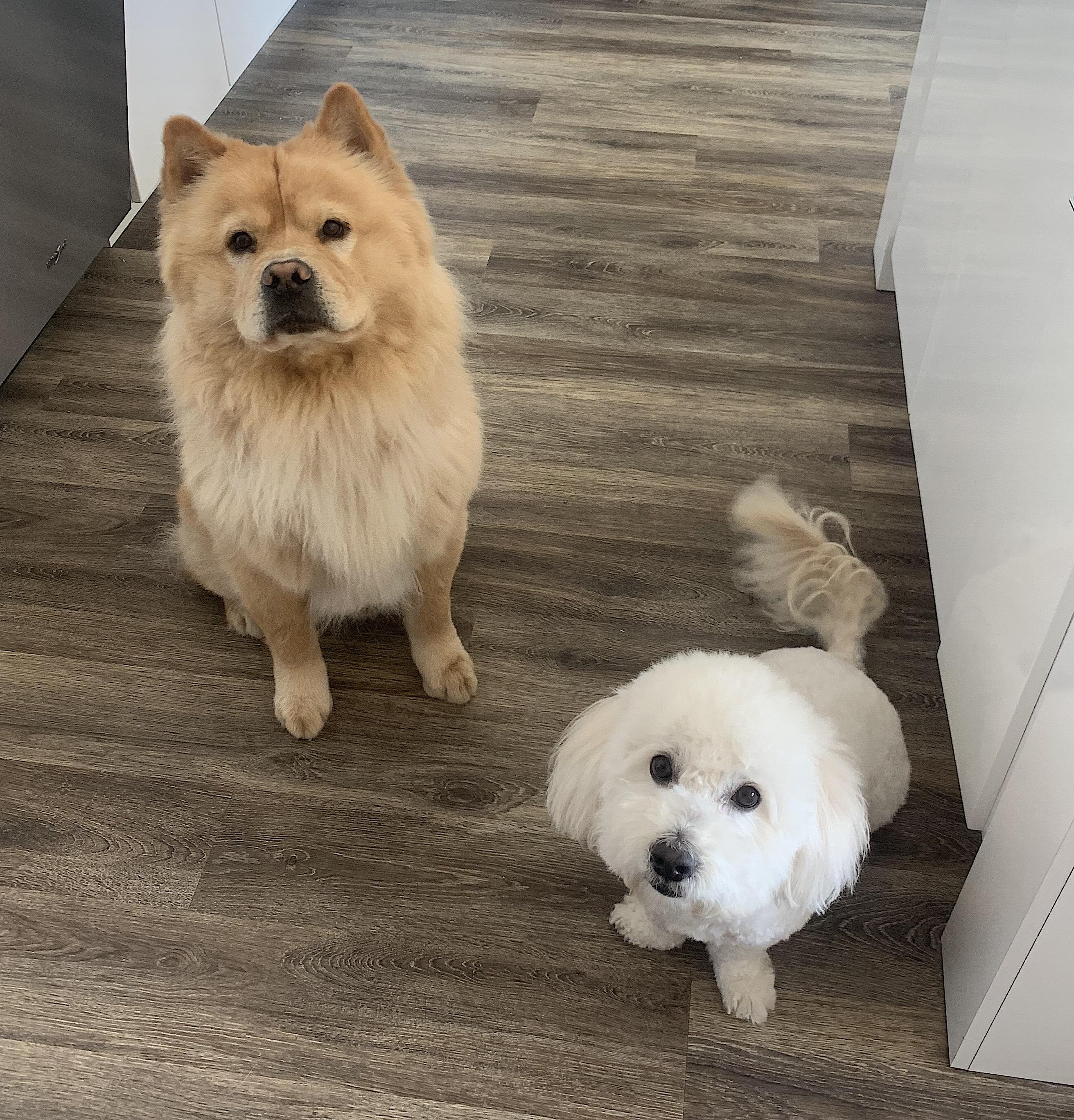 Milo and Louie, a Adopted mixed breed in Amherst, MA image 4/6