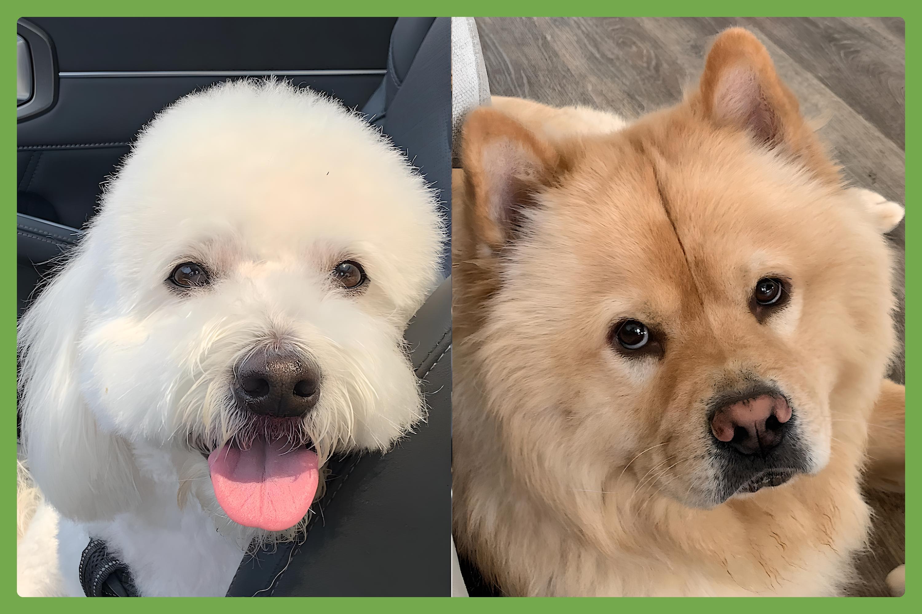 Milo and Louie, a Adopted mixed breed in Amherst, MA image 1/6