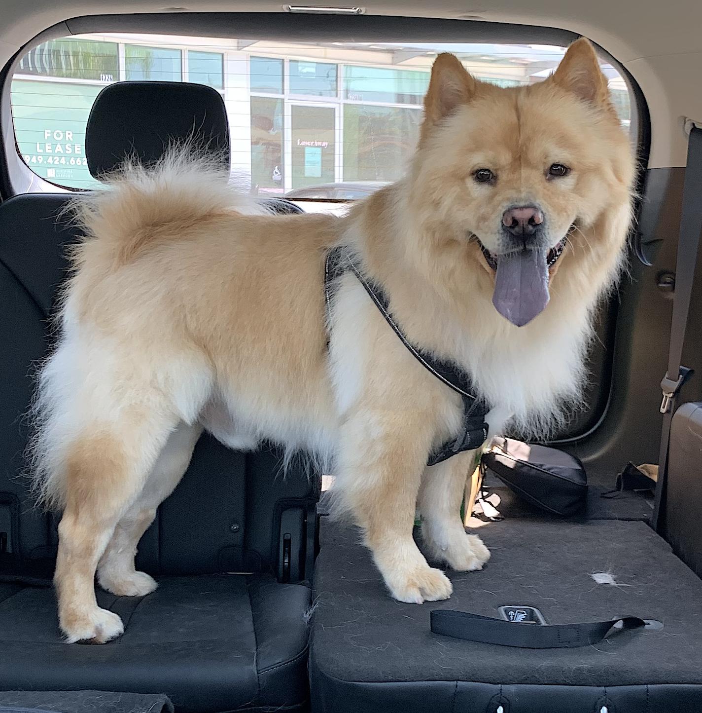 Milo and Louie, a Adopted mixed breed in Amherst, MA image 5/6