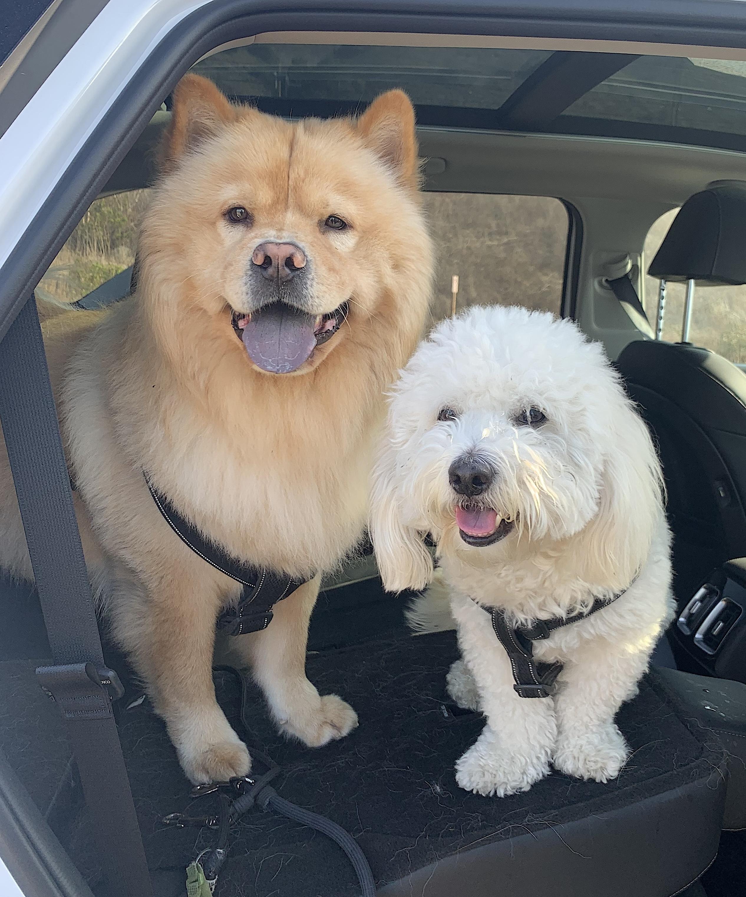 Milo and Louie, a Adopted mixed breed in Amherst, MA image 2/6