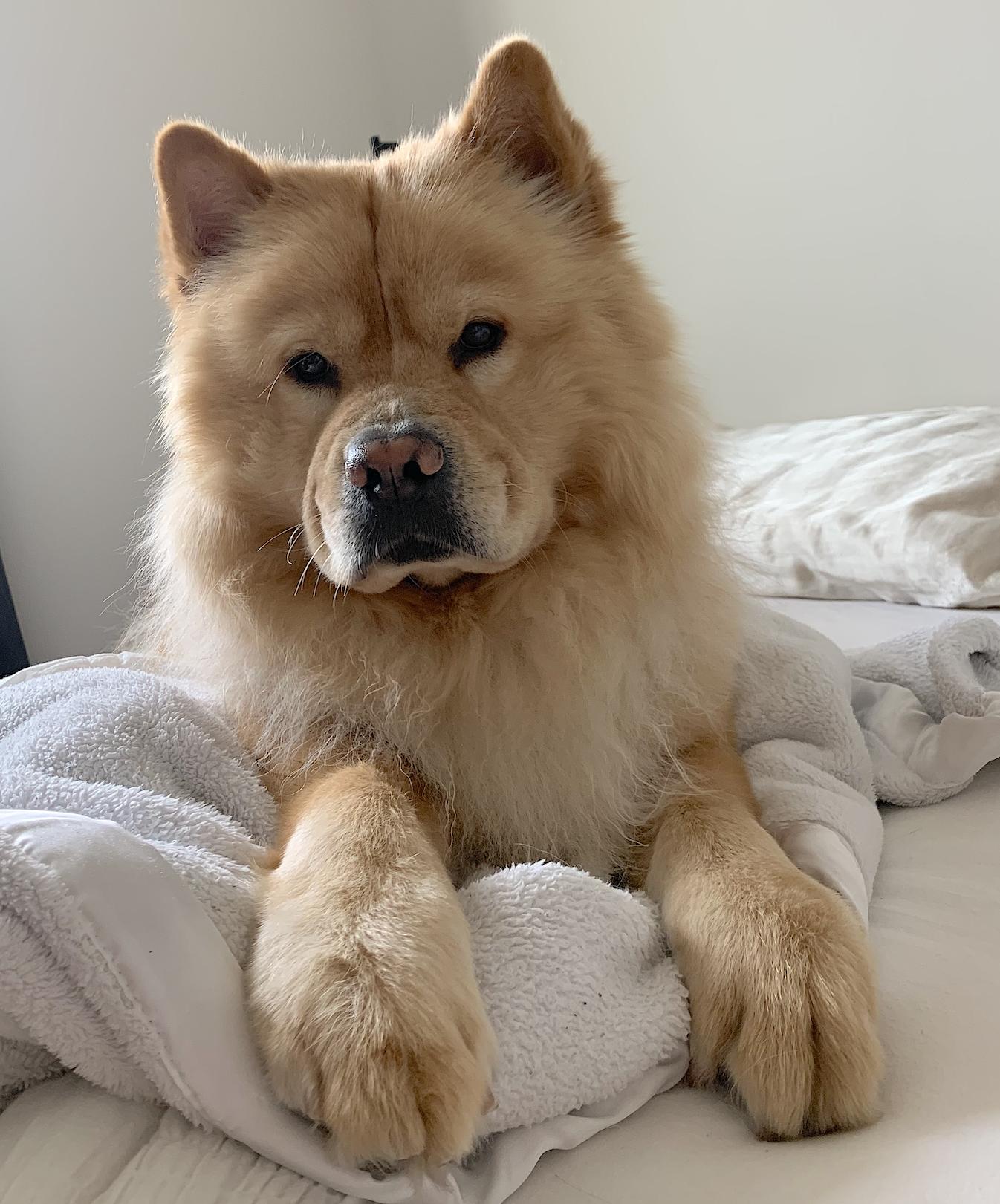 Milo and Louie, a Adopted mixed breed in Amherst, MA image 6/6