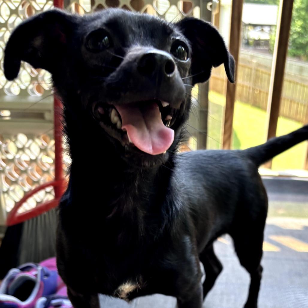 Trolli, Adoptable, Young Female Chihuahua & Dachshund.