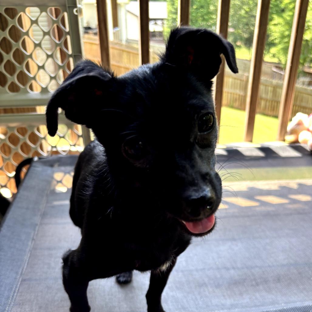 Trolli, a Adoptable mixed breed in Simpsonville, SC image 2/5