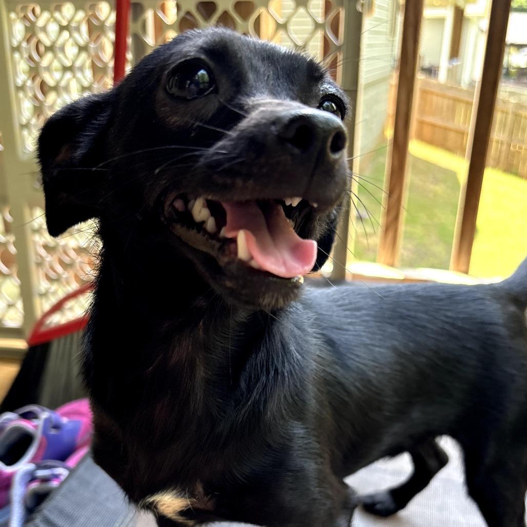 Trolli, a Adoptable mixed breed in Simpsonville, SC image 3/5