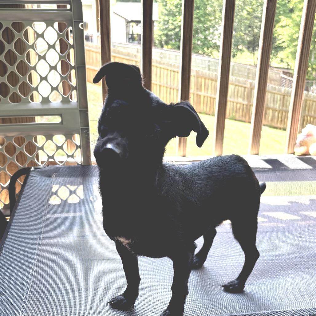 Trolli, a Adoptable mixed breed in Simpsonville, SC image 4/5
