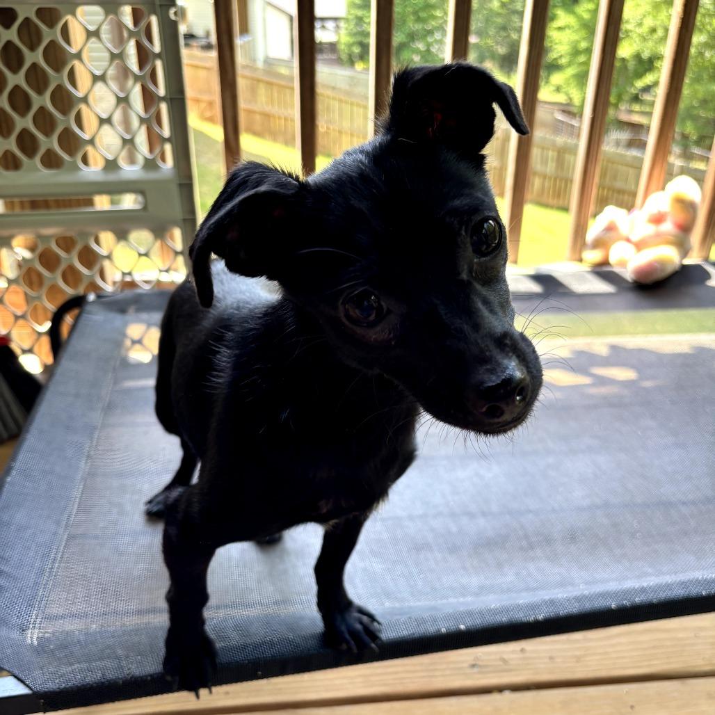 Trolli, a Adoptable mixed breed in Simpsonville, SC image 5/5