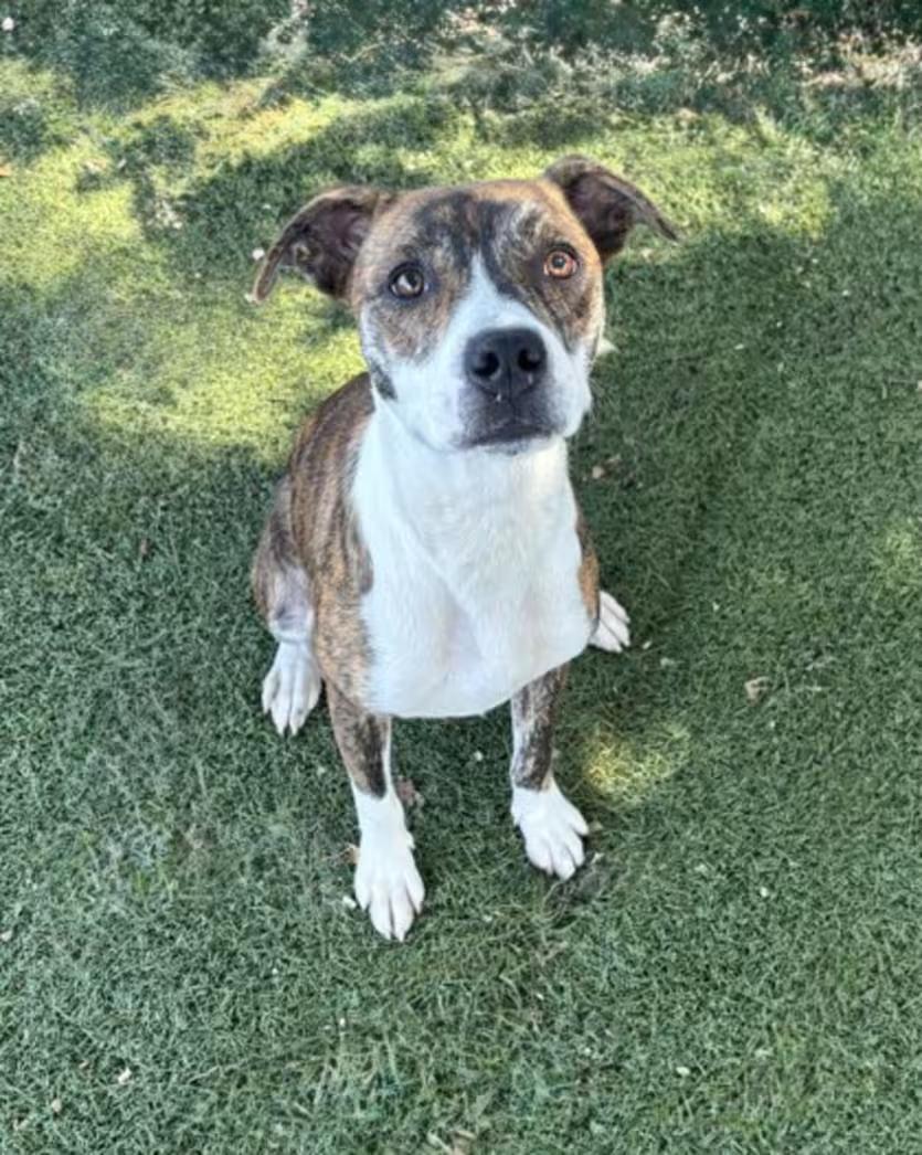 Dakota, ADOPTABLE, Young Female Pit Bull Terrier.
