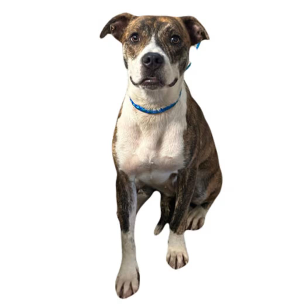 Enlarge Dakota, a ADOPTABLE mixed breed in Red Bluff, CA image 2/4