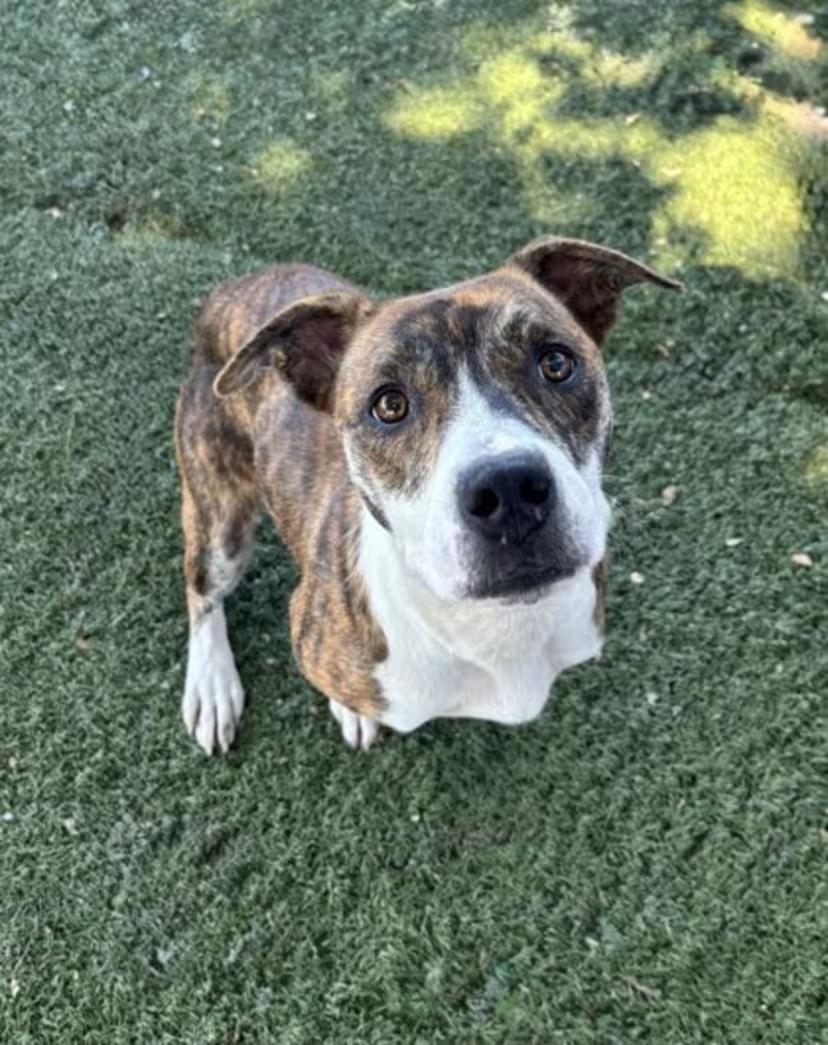 Enlarge Dakota, a ADOPTABLE mixed breed in Red Bluff, CA image 4/4
