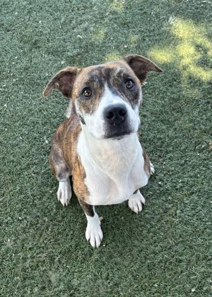 Enlarge Dakota, a ADOPTABLE mixed breed in Red Bluff, CA image 3/4