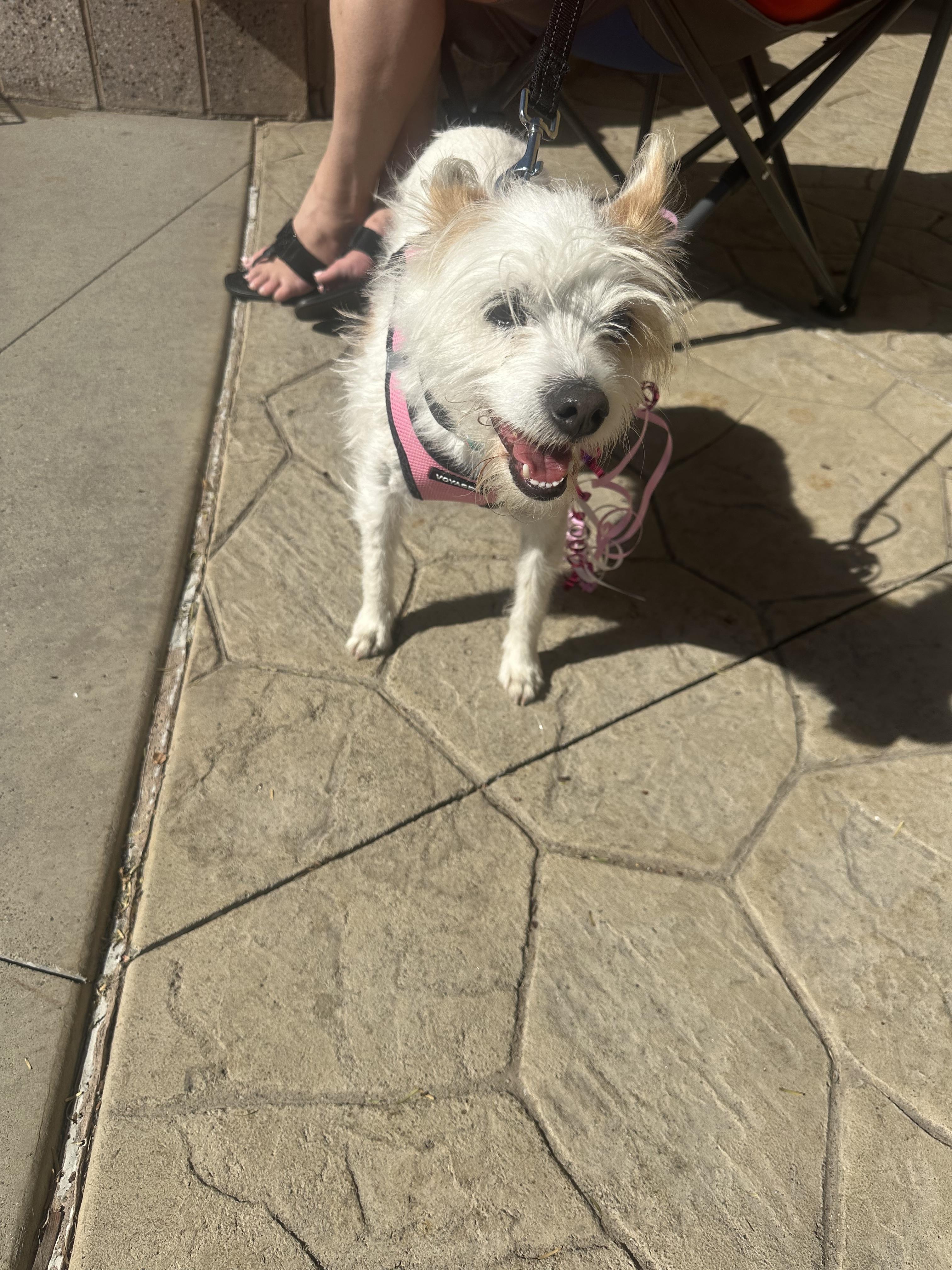 Enlarge Strawberry , a ADOPTABLE Terrier in Las Vegas, NV image 2/3